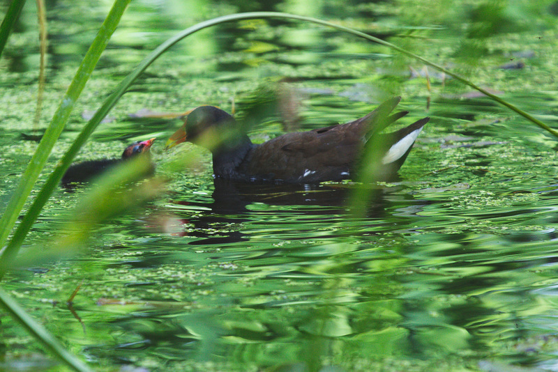 The Pond Moorhen and chicks