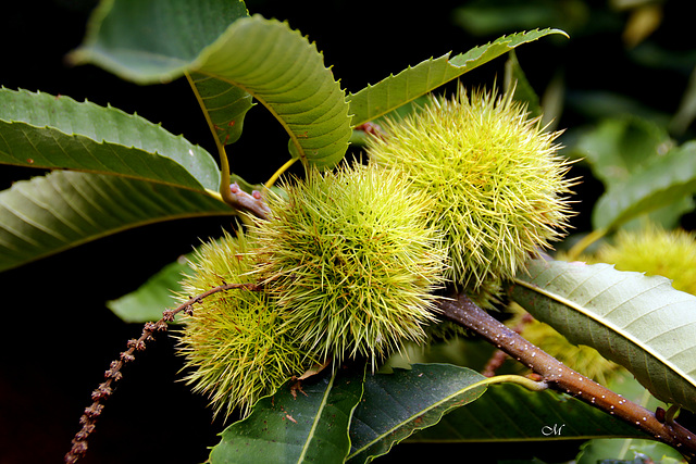 Future castagne ^20