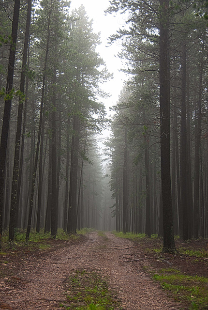 a misty trail