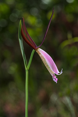 Cleistesiopsis divaricata (Large Rosebud orchid)