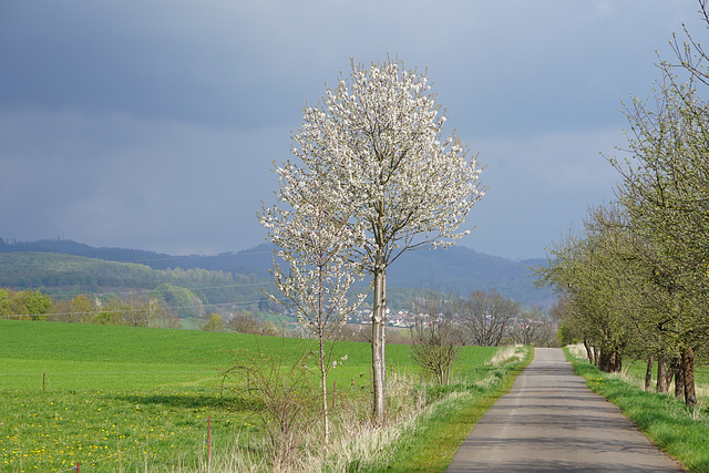 Kleiner Pflaumenbaum in Zwielicht