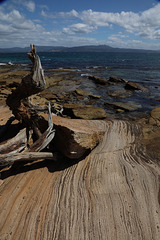 Rocks and dead tree - Maria Island