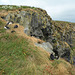 Iceland, Puffins on the Eastern Cliffs of Dyrhólaey Cape