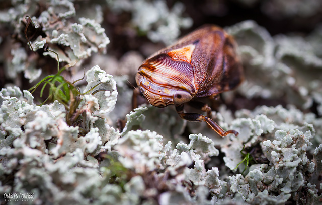 Charles Coderre - Petite Puce 3mm