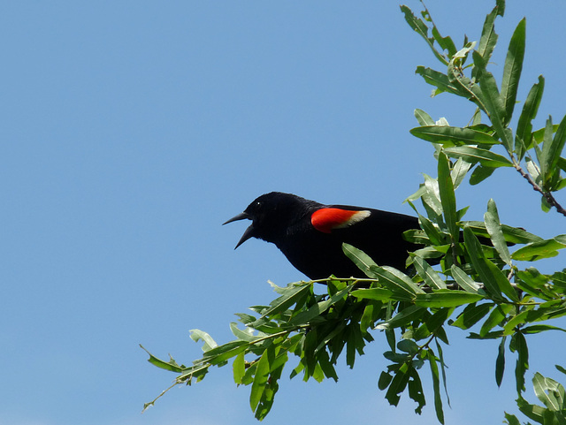 blackbird singing