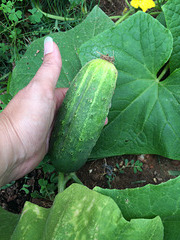 First cucumber in the garden