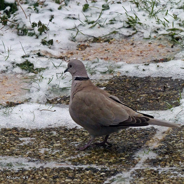 Dans mon jardin