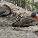 20190901 5635CPw [D~VR] Ente, Vogelpark Marlow