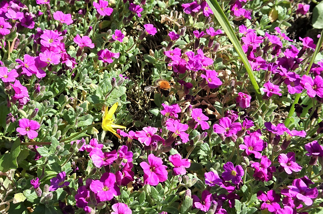 Hummel im Blaukissen Violett Aubrieta