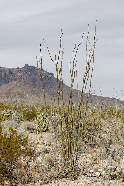 Ocotillo