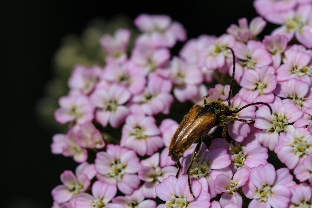 In meinem Garten - die Farben des Sommers