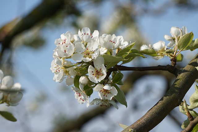 Apfelblüten