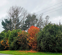 Autumn Roadside