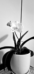 Moth orchid