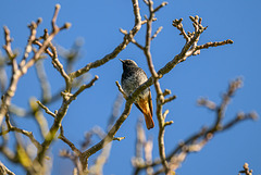 Rotschwänzchen - 20260329
