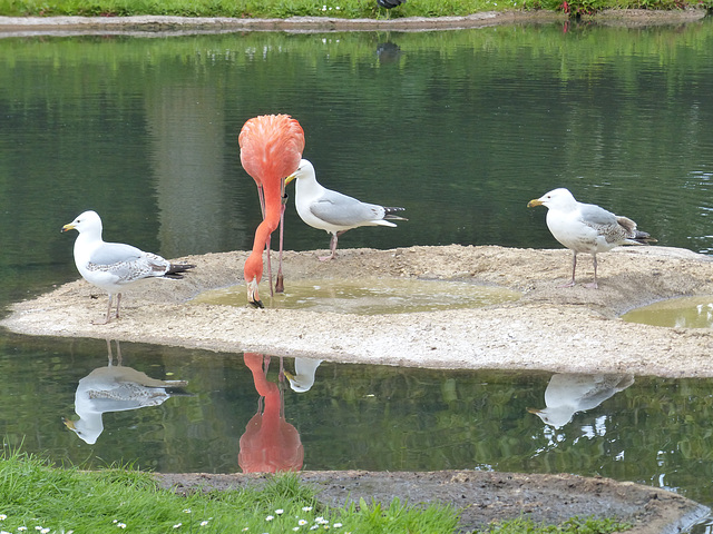 Scenes from Slimbridge (7) - 20 May 2015