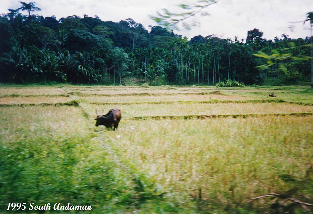 78 South Andaman Pastoral Scene