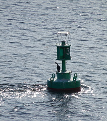 Cormorant on a Buoy