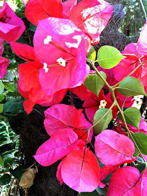 Bougainvillea. ©UdoSm