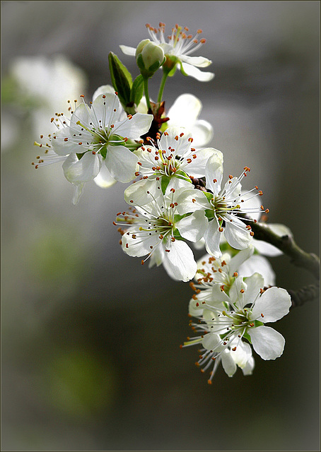 Pas pour des prunes