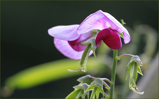 Les pois sont rose