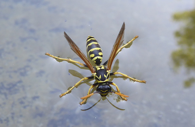 Wespe beim Wasseraufnehmen