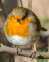 Robin redbreast