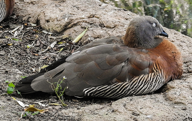 20190901 5636CPw [D~VR] Ente, Vogelpark Marlow