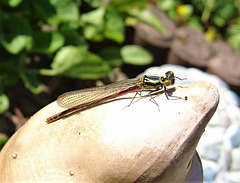 Libelle im Garten