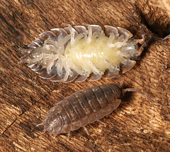 IMG 4560Woodlice