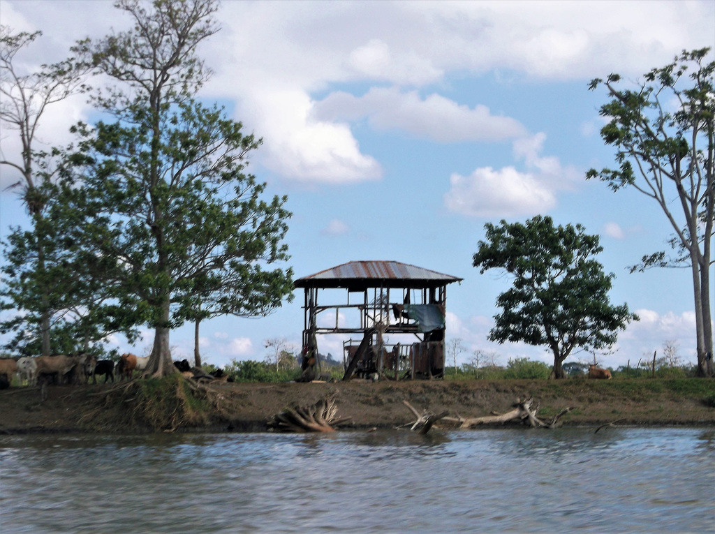 Troupeau et abri de fortune (Nicaragua)