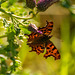 Comma butterfly