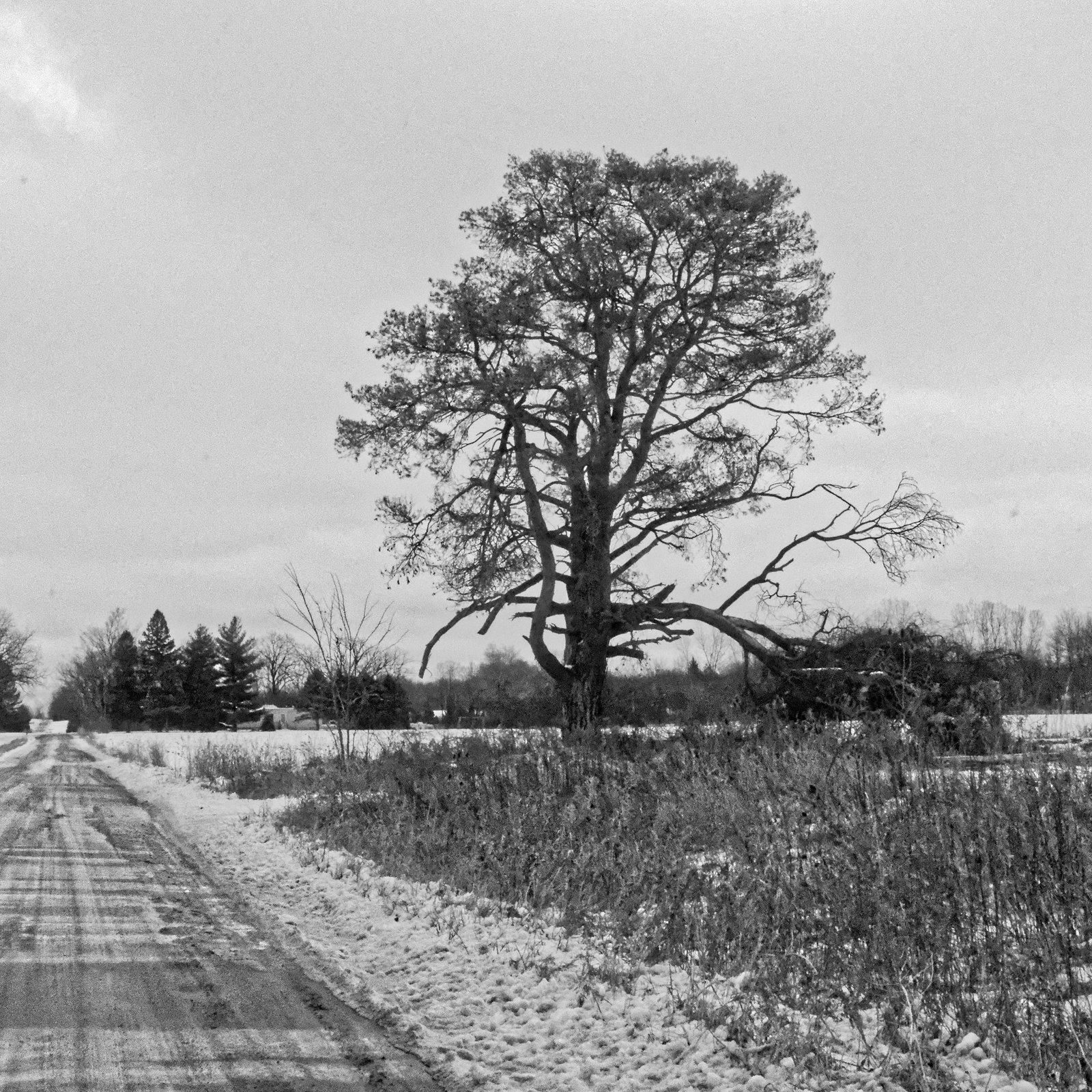 Tree, Saginaw Highway