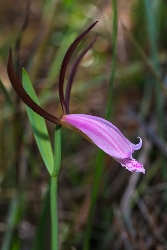 Cleistesiopsis divaricata (Large Rosebud orchid)