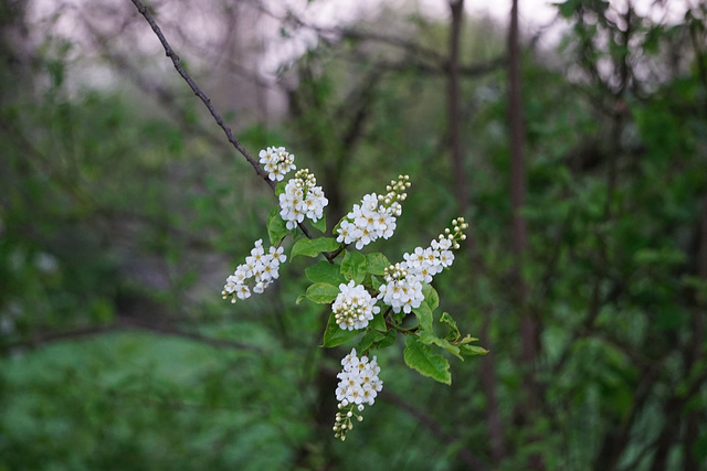 Blüten der Traubenkirsche