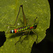 IMG 6878 Grasshopper-1