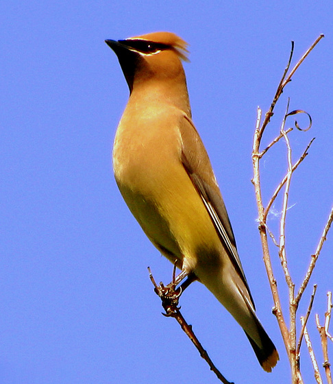 Cedar Waxwing