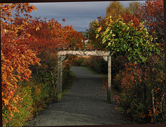Arbour at Mr Mundy's Pond