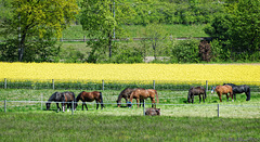 beim Klingnauer Stausee (© Buelipix)