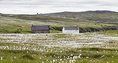 Cotton grass by Raffin shore