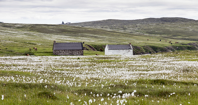 Cotton grass by Raffin shore