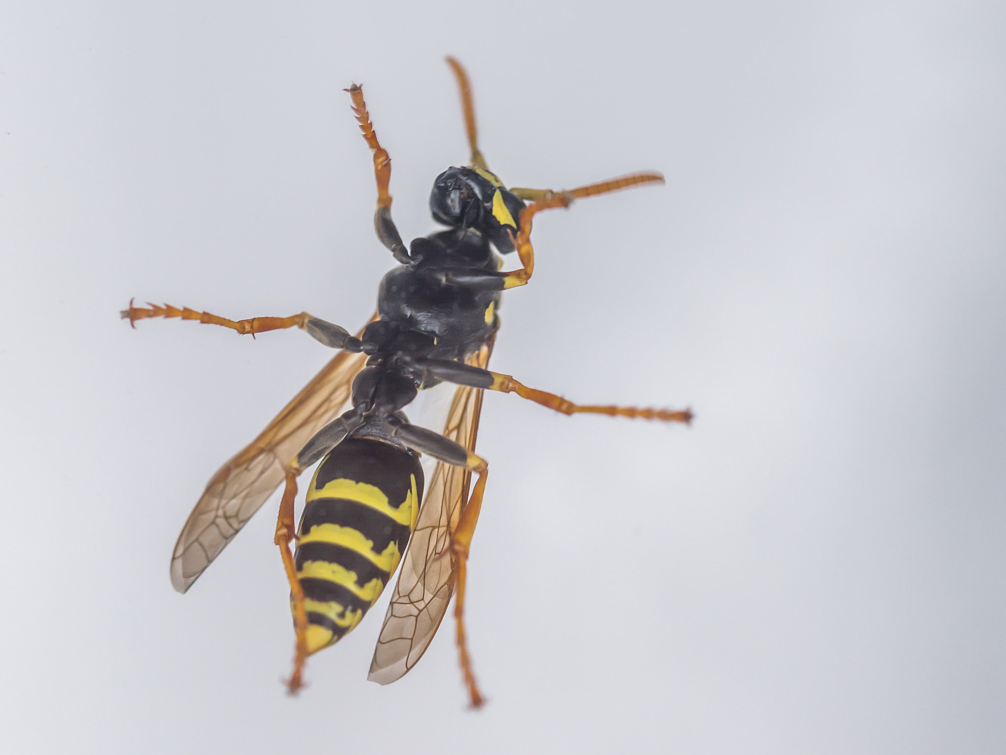 Gallische Feldwespe (Polistes dominula)