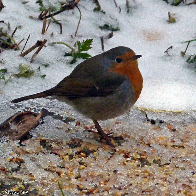 Dans mon jardin