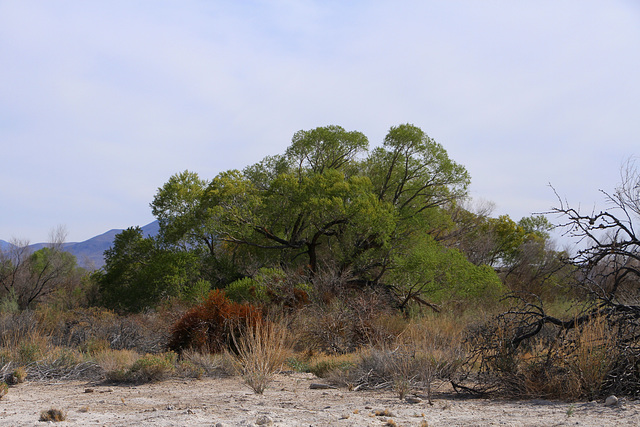 Ash Meadows National Wildlife Refuge