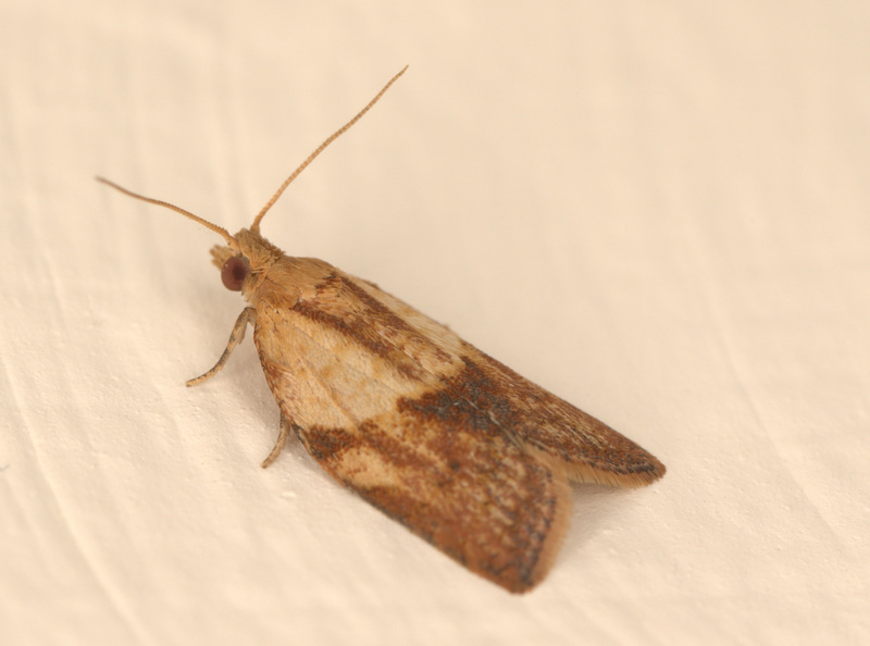 EF7A2520-2moth