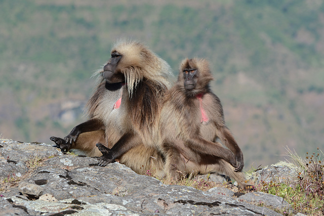 Ethiopia, Simien Mountains, Pair of Geladas