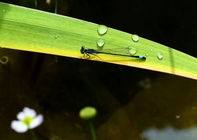 Libelle und Wasserperlen am Teich