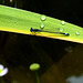 Libelle und Wasserperlen am Teich