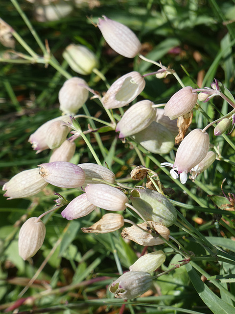 Blümchen