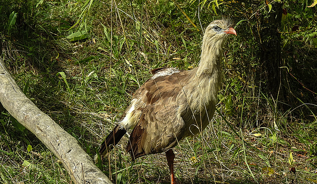 20190901 5643CPw [D~VR] Rotfußseriema (Cariama cristata), Vogelpark Marlow